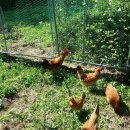 양성식농장 이미지