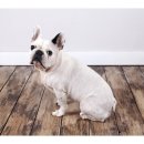 21세기 동물병원 이미지