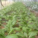 황구농장 이미지