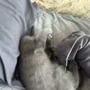 로하스 동물병원 | 일산 주엽 로하스 동물병원 고양이 중성화 후기!!! - 중성화계의 허준