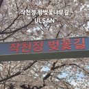 지도 왕벚나무길 | 수령 100년 왕벚꽃나무와 함께하는 울주 언양 작천정 벚꽃축제 실시간 후기(2026.04.03)