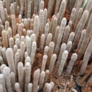 그리심농장 이미지