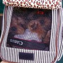 퍼피니스 이미지