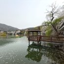 행복나무마음연구소 | 추천!!//2025년 4월 17일 청평중앙내수면연구소 벚꽃 현황 후기.지금이 절정이예요~~//비현실적인...