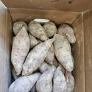 땅끝황토 | 겨울간식 해남 황토 꿀고구마 고구마+김치 먹어본 후기 !!