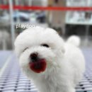 플레이독 파주본점 이미지