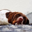 가나동물병원 이미지