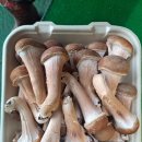 성산 농장 이미지