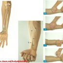 전완에 있는 손과 손가락의 굴곡근 (hand and finger flexors in the forearm) 이미지