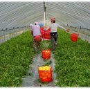 최한수농장 이미지