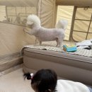 F11 | 🐶율동공원 캠핑장 반려견 사이트 F11 후기