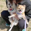 몽띠끄 | 다산 애견미용 몽띠끄 너무 만족했어요!