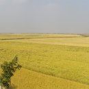 김제광활간척지쌀 이미지