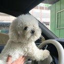 버블독스 부산대점 이미지