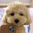 우리집 댕댕이 이미지