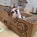 마오캣 | 고양이 발톱관리, 클로우케어 먀오 고양이 스크래쳐 추천 직접 써본 후기
