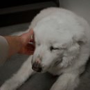 파트너동물의료센터 이미지