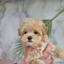 까망코살롱 이미지