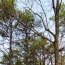 창녕 남지 개비리 이미지