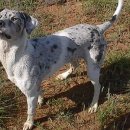 도그인 그레이 이미지