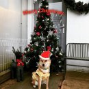 도기도기 | 사장님의 도기더스테이 프리오픈 사용후기