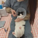 호호냥(Hohonyang) | 🐾 [일산고양이무마취미용] 덕배와 함께한 무마취 교감 미용 후기🐾