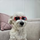 우리집 강아지 단이 6살 생일파티 후기｜하트 선글라스 쓰고 귀여움 폭발🐶🎂
