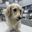 위례중앙동물의료센터 | 위례동물병원 동감동물의료센터 방문 후기, 진료와 애견미용을 한 번에 받을 수 있는 곳