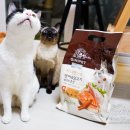 고양이면역력도 챙겨주는 &lt;정관장 지니펫&gt; 고양이고급사료 솔직후기!