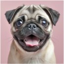 아이러브강아지 이미지