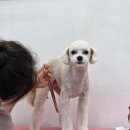 브리앙뜨몽 이미지