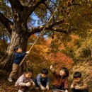 숲 in the grove | [전시작품] 밤나무 숲의 알밤 수확; Chestnut Harvest in the Autumn Grove