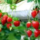 태성농장 이미지