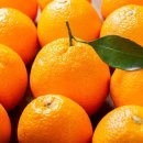 오렌지 이미지