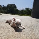 수노을동물병원 이미지