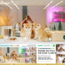 힐링캐터리 이미지