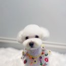 에이미 그루밍 이미지