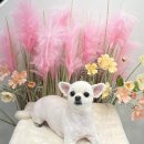 폼#반려견미용실 이미지