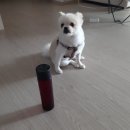 아빠손동물병원 이미지