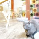 마오네(1호점) 이미지