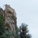 금강초롱 이미지