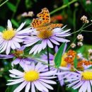 물들어간다는 것은 이미지