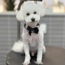 헤이! 멍 | 퇴계동 애견미용 춘천 애견호텔 헤이멍 푸들미용 대변신