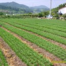 윗자모리 이미지