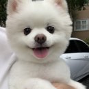 퍼피포피 이미지