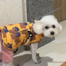 리즈애견미용 이미지