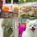 위디위키 이미지