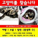 고양이 분실신고 - [춘천] 고양이를 찾습니다 이미지