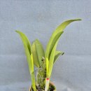 Cattleya Taiwan King타이완킹 이미지