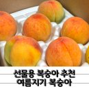 여름지기 - 봉화군 공세동길 86 | 여름 제철과일 황도 대극천 추천 여름지기 복숭아